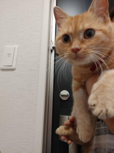 保護猫No.0369の写真