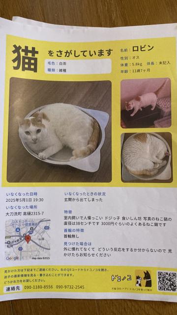 迷子猫No.1793の写真