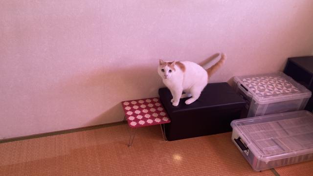 迷子猫の写真2