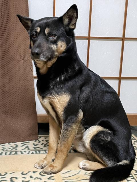 迷子犬No.1905の写真
