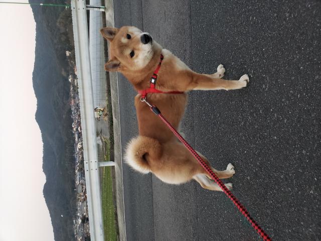 迷子犬の写真1