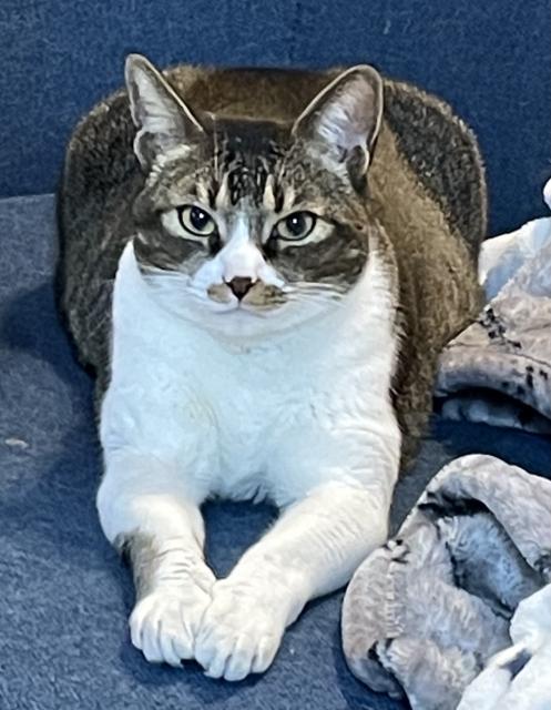 迷子猫の写真1