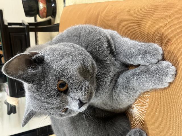 迷子猫の写真2