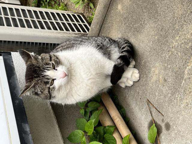 保護猫No.0161の写真