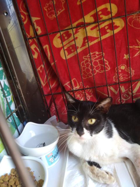 迷子猫の写真2