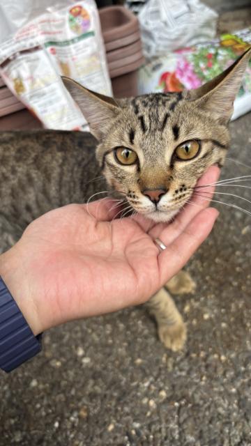 保護猫No.0368の写真