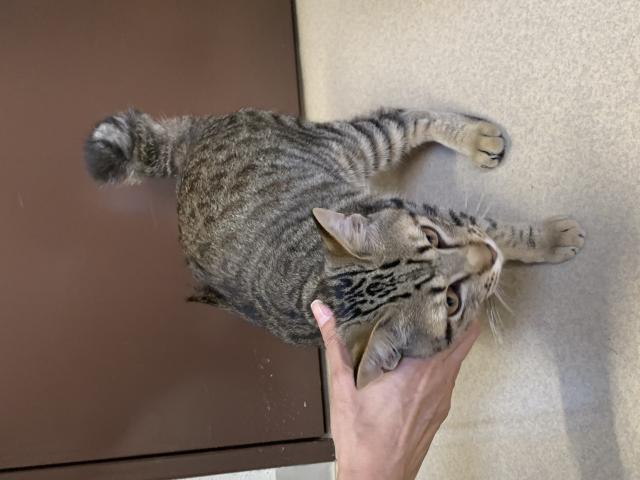 保護猫の写真2