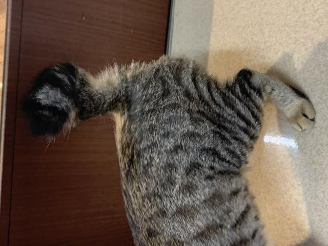 保護猫の写真3
