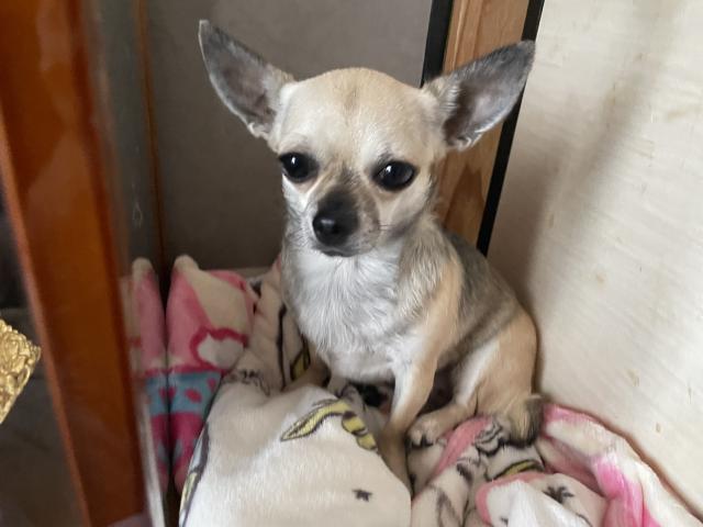 迷子犬の写真1