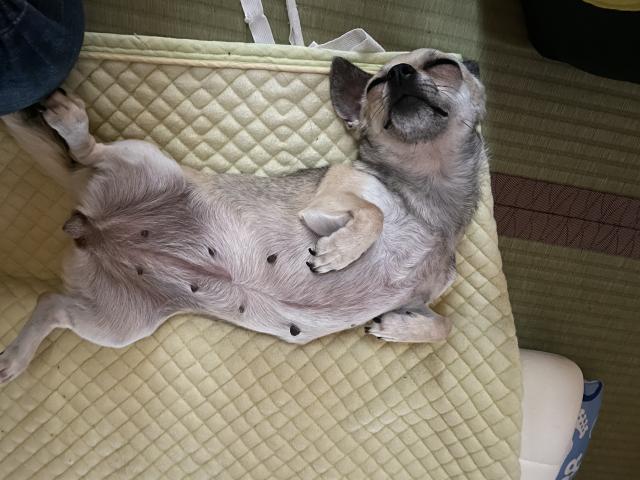 迷子犬の写真2