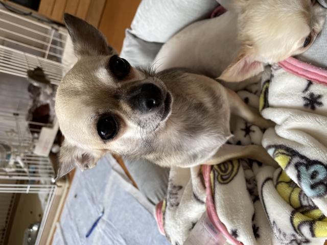 迷子犬の写真3