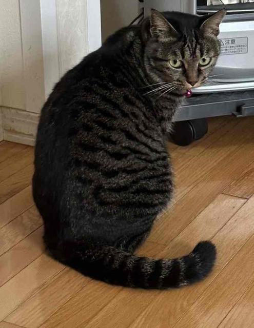 迷子猫の写真1