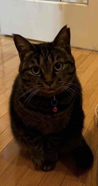 迷子猫の写真2
