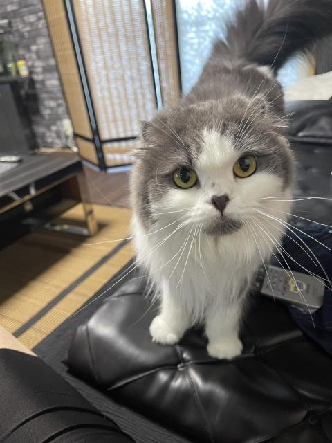 迷子猫の写真1