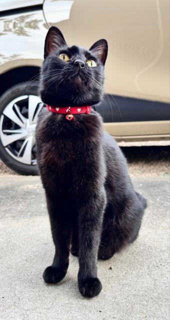 迷子猫の写真2