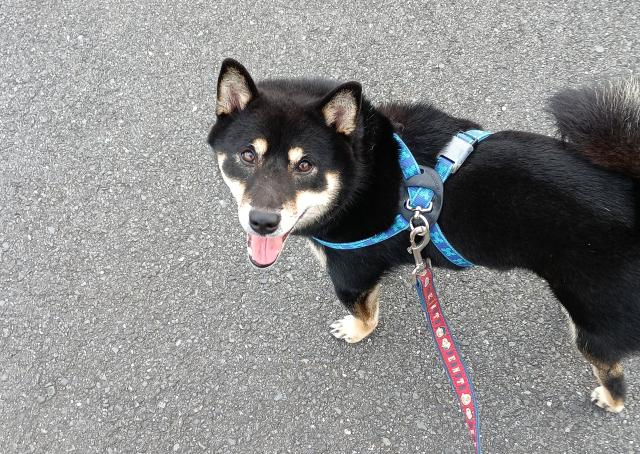 迷子犬No.1999の写真