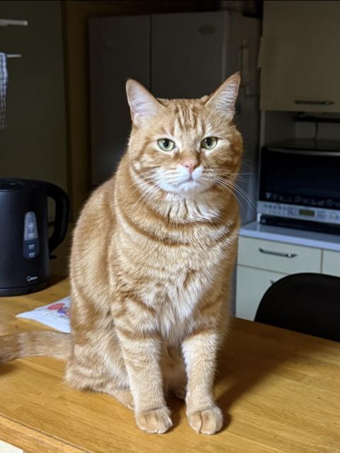 迷子猫No.2118の写真