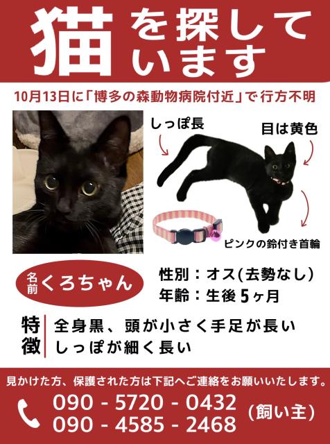 迷子猫No.1964の写真