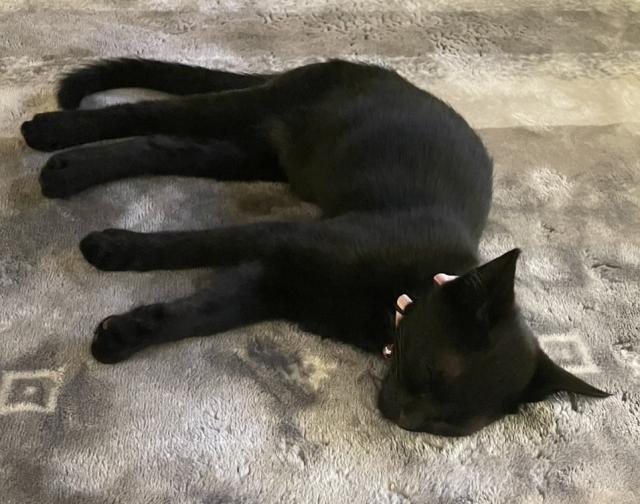 迷子猫の写真2