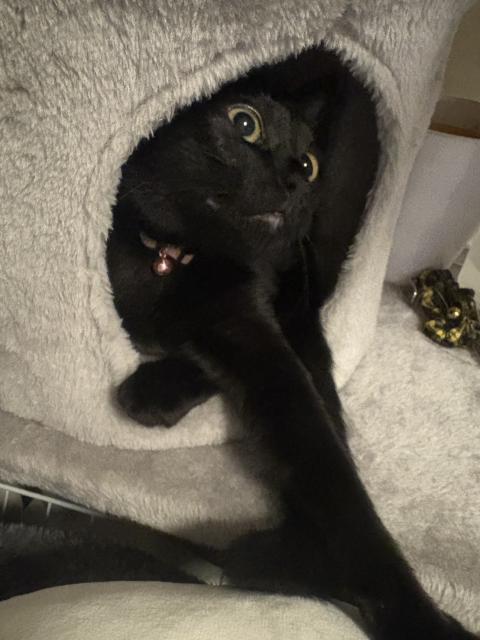 迷子猫の写真3
