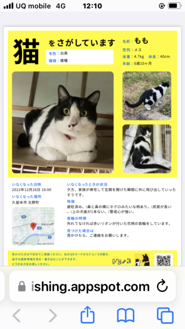 迷子猫の写真1