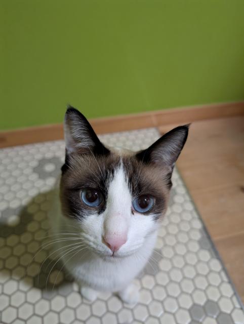 迷子猫の写真1