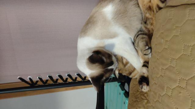 迷子猫の写真2
