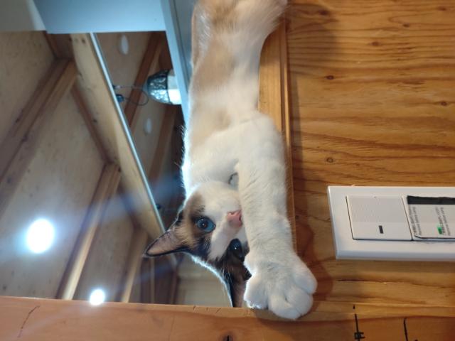 迷子猫の写真3