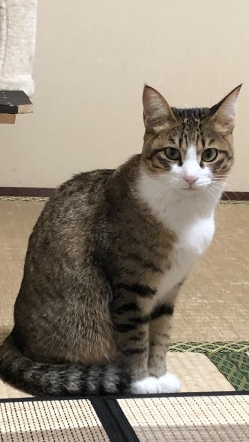 迷子猫の写真1