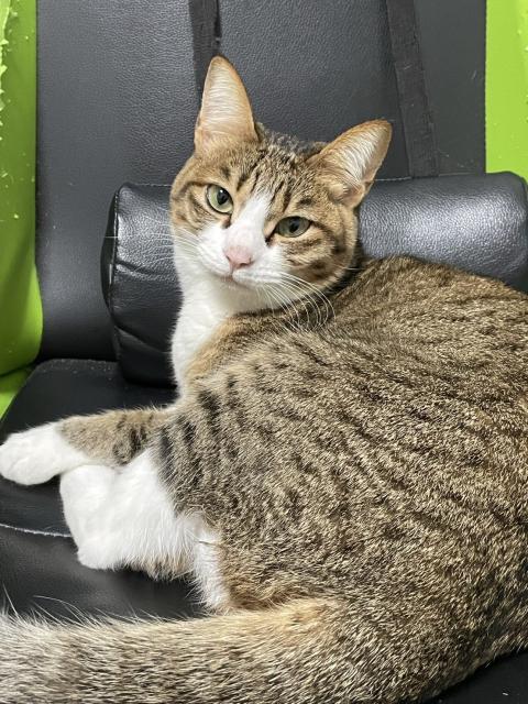 迷子猫の写真2