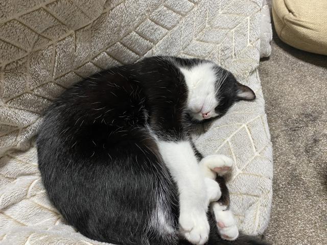 迷子猫の写真1