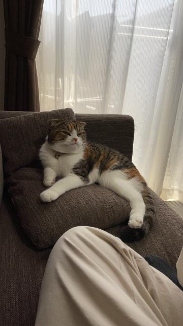 迷子猫No.1823の写真