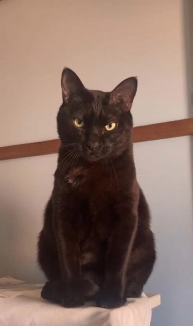 迷子猫の写真1
