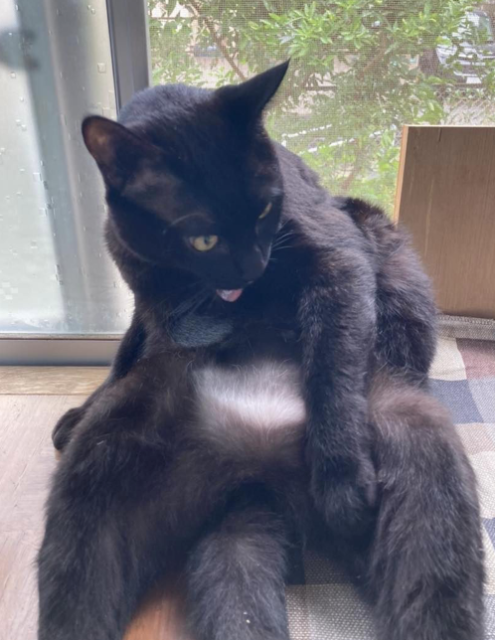 迷子猫の写真2