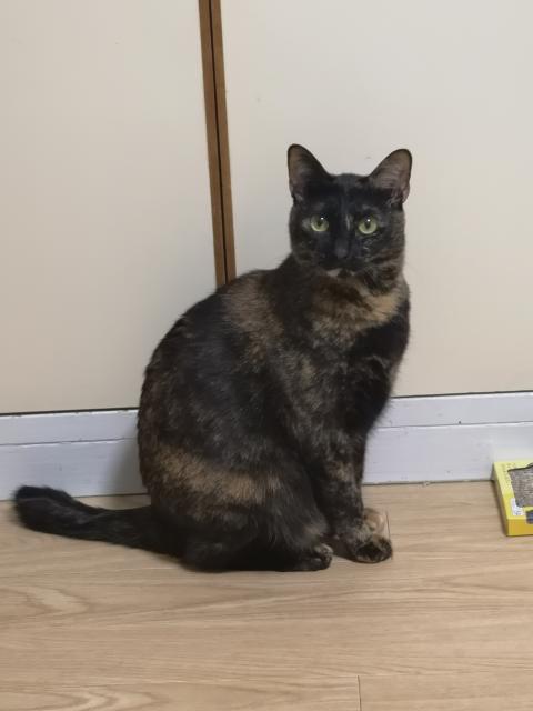 迷子猫の写真1