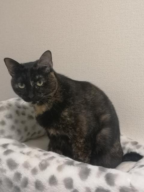 迷子猫の写真2