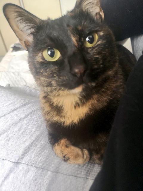 迷子猫の写真3