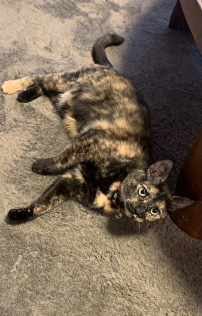 迷子猫の写真2