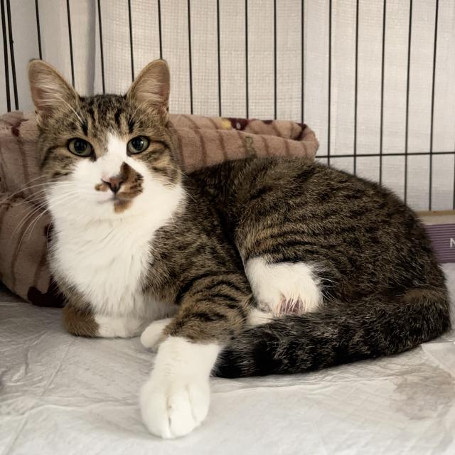 保護猫No.0382の写真