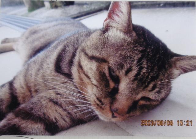 個人間譲渡猫No.0176の写真