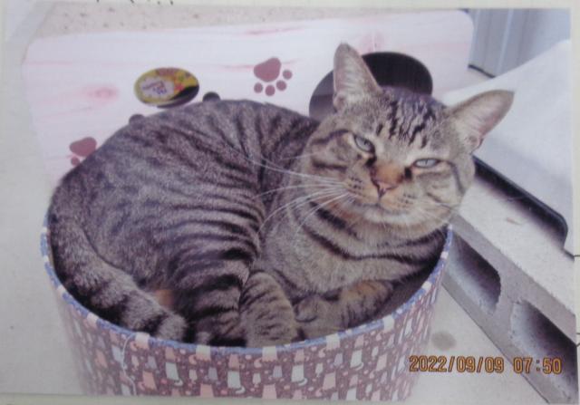 個人間譲渡猫の写真2