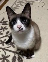 迷子猫の写真1