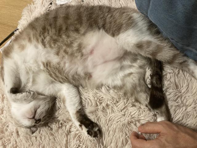 迷子猫の写真2
