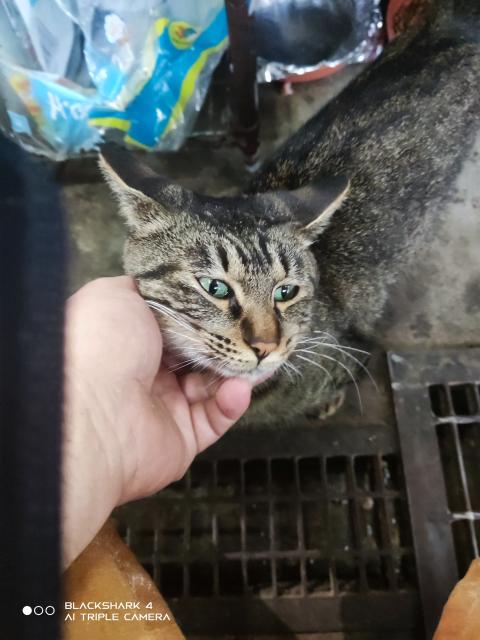 保護猫の写真1
