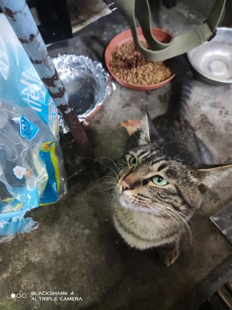 保護猫の写真2