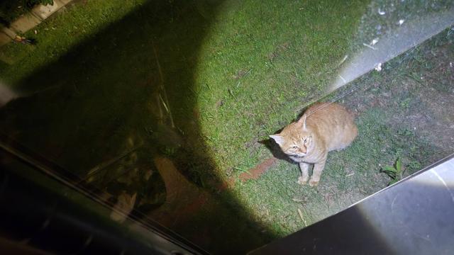 保護猫No.0351の写真