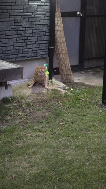 保護猫の写真2