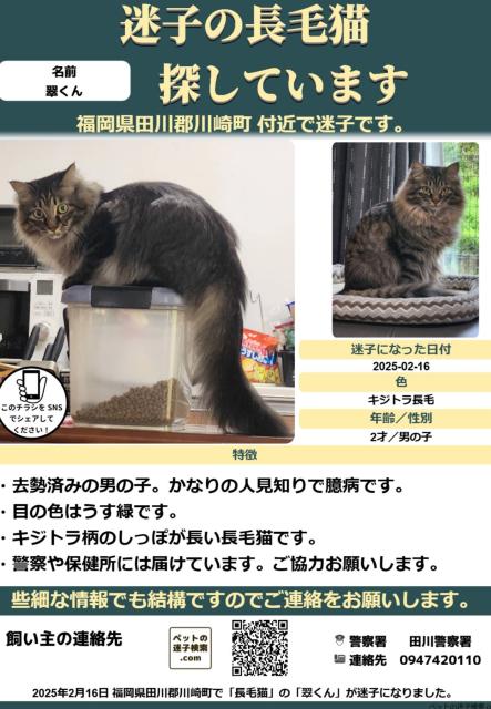 迷子猫No.1856の写真