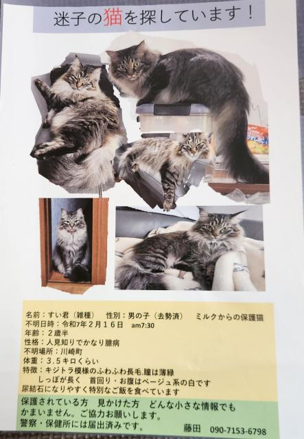 迷子猫の写真2