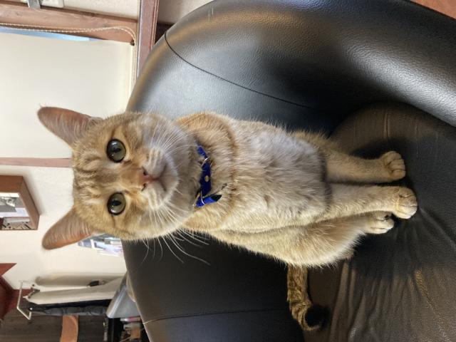 保護猫の写真1